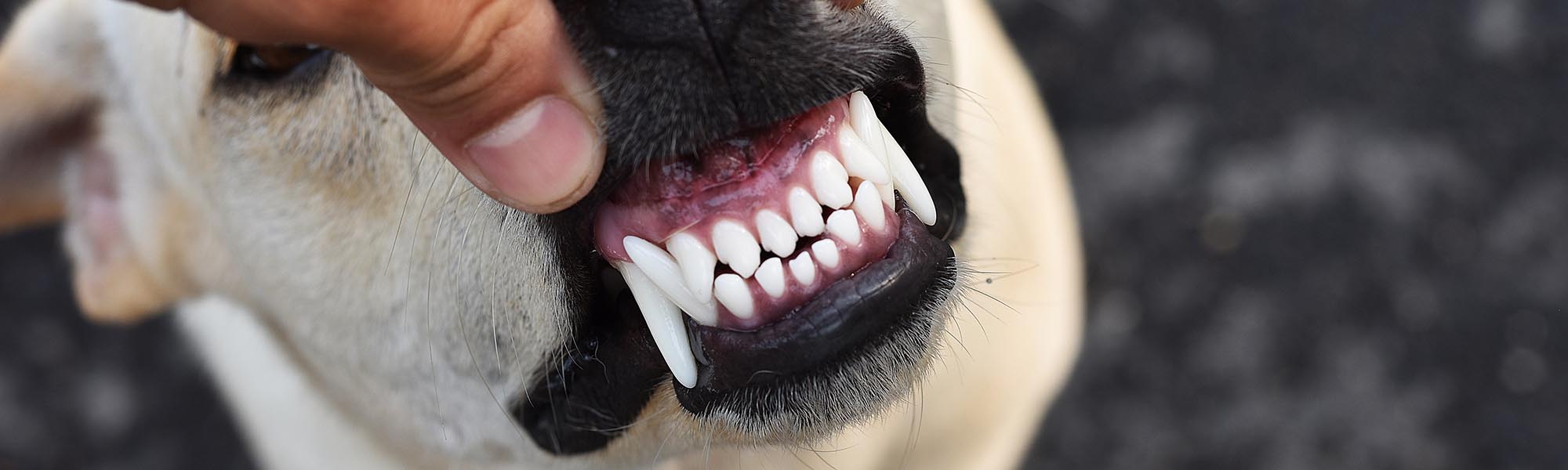 Dogs With Braces in Torrance